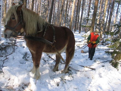 Pferd_300